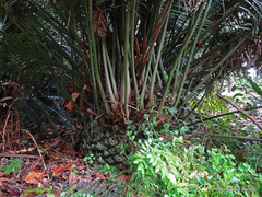 Lepidozamia peroffskyana
