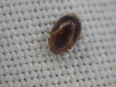 Rhyzobius chrysomeloides