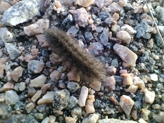 Phragmatobia