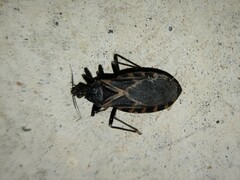 Triatoma