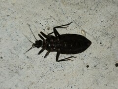 Triatoma