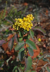 Berberis dictyota