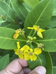 Stigmaphyllon paralias