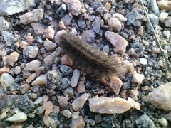 Phragmatobia