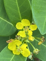 Stigmaphyllon paralias