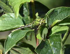 Ophiogomphus cecilia