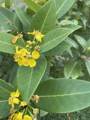 Stigmaphyllon paralias