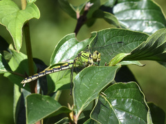 Ophiogomphus cecilia