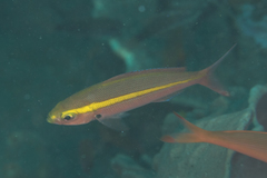 Pterocaesio chrysozona