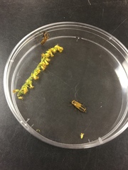 Chauliognathus pensylvanicus