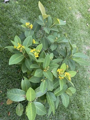 Stigmaphyllon paralias