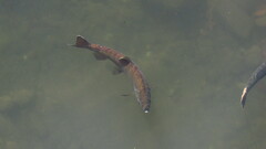 Oncorhynchus tshawytscha