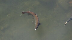 Oncorhynchus tshawytscha