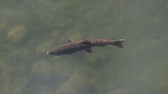 Oncorhynchus tshawytscha