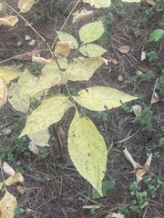 Fraxinus americana