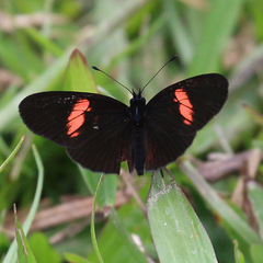 Castilia castilla