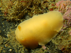 Gargamella immaculata