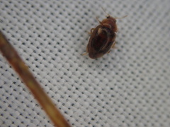 Rhyzobius chrysomeloides