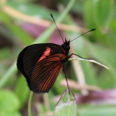 Castilia castilla