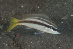 Scolopsis affinis