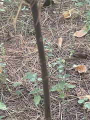 Fraxinus americana