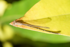 Pseudagrion aureofrons