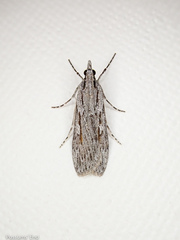 Scoparia indistinctalis