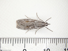 Scoparia indistinctalis