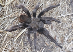 Aphonopelma steindachneri