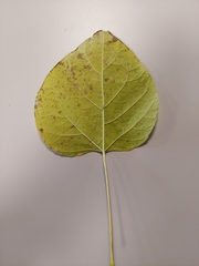 Kigelia africana