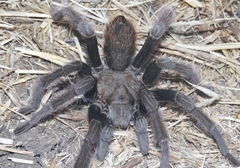 Aphonopelma steindachneri