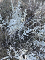 Artemisia cana