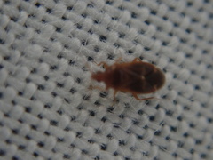 Cardiastethus fasciiventris