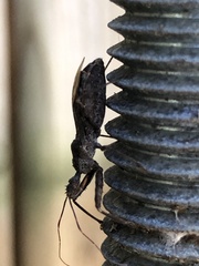 Acholla multispinosa