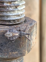 Acholla multispinosa