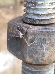 Acholla multispinosa