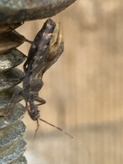 Acholla multispinosa