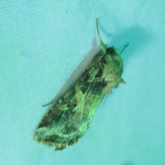 Spodoptera ornithogalli