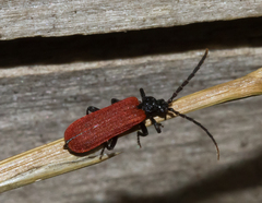 Platycis minutus