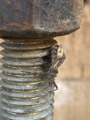 Acholla multispinosa