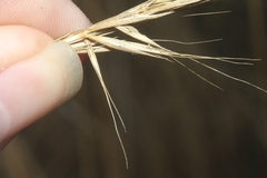 Elymus glaucus