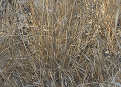 Elymus glaucus