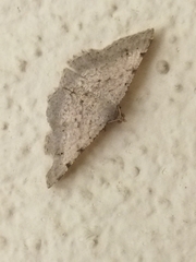 Frederickia nigricomma