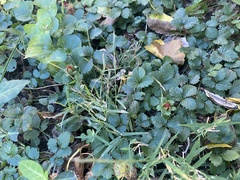 Potentilla indica