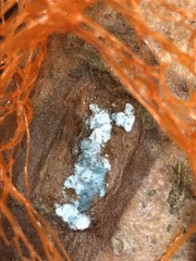 Trichoderma viride