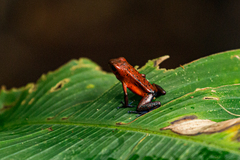 Oophaga pumilio