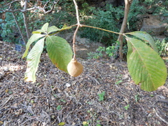 Aesculus pavia