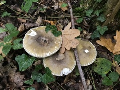 Amanita phalloides