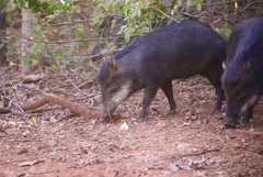 Tayassu pecari