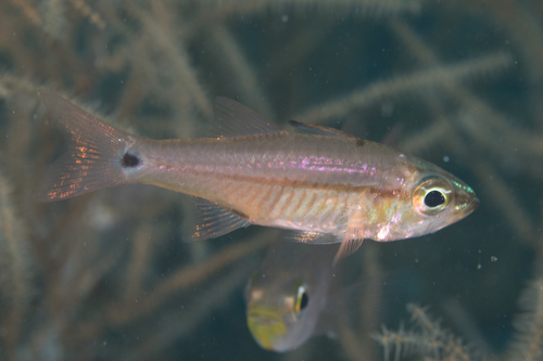 Ostorhinchus lineomaculatus observed 2015-08-18